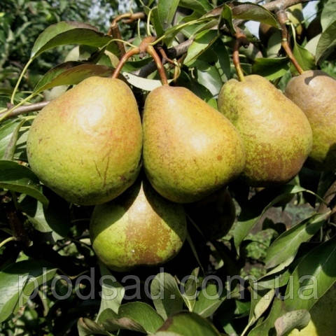 Груша Таврична