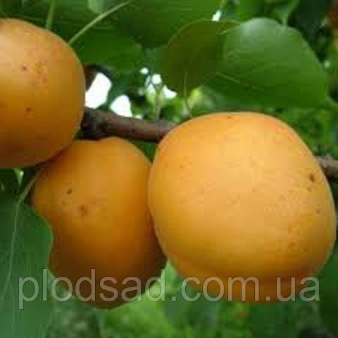 Абрикос Голд Річ