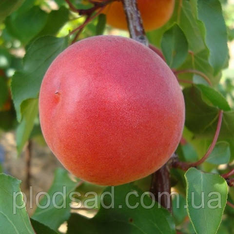 Абрикос Робада