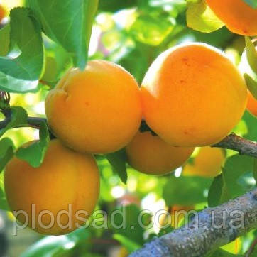 Абрикос Мелітопольський пізній