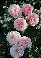 Роза Твиггис Роуз (Twiggy's Rose) Флорибунда