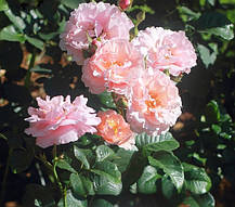 Троянда Твіггіс Роуз (Twiggy's Rose) Флорибунда, фото 3
