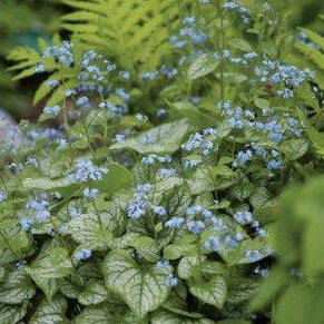 Бруннера крупнолистая (макрофилла) Jack Frost (Джек Фрост), фото 2