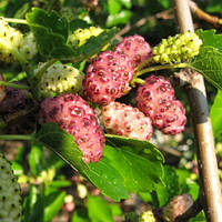 Шовковиця рожева Мереживо