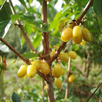 Кизил Бурштиновий