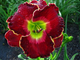 Лилейник The Blessing Of Freedom Зэ Блэсин оф Фридом (Grace, L 2014) (саженцы)