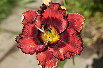 Лилейник The Band Played On (Stamile 2006) (саженцы)