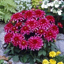 Жоржина низькоросла Gallery Art Nouveau