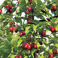 Кизил Костя