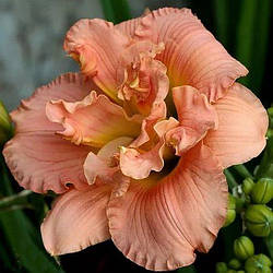 Лилейник Siloam Double Classic Силоам Дабл Классик (Henry 1985) (саженцы)