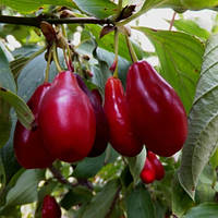 Кизил Міхайлівський