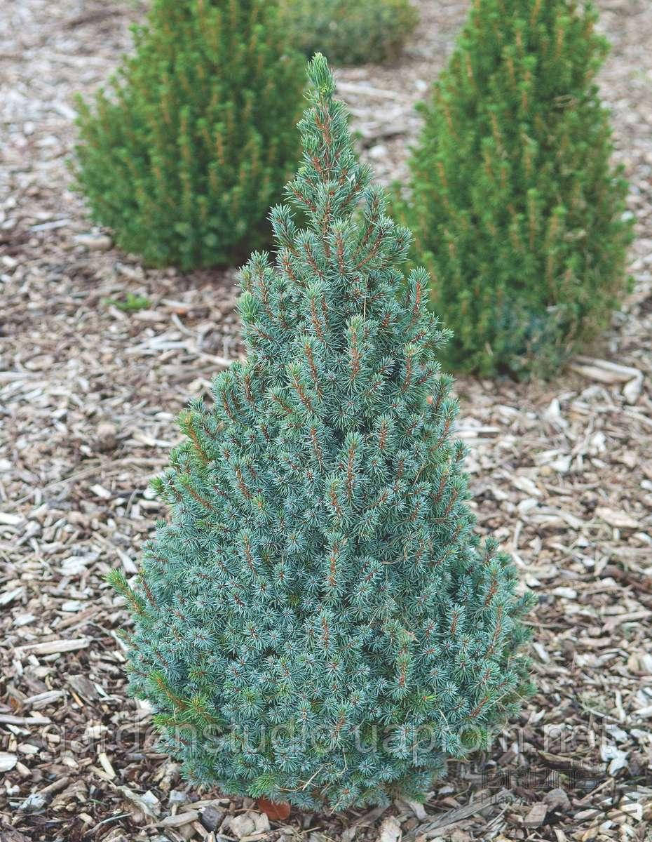Ялина канадська Сандерс Блю (Picea glauca Sanders Blue)