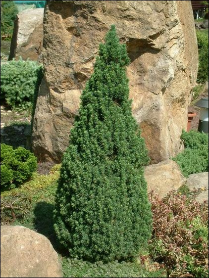 Ялина канадська Коніка (Picea glauca Conica)