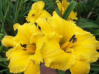 Лилейник Bill Norris Билл Норрис