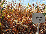 Насіння кукурудзи ДБ Хотин ФАО 280, фото 3