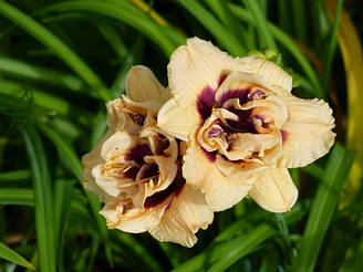 Лілейник Roswitha Росвита (Trimmer 1992) (саджанці)