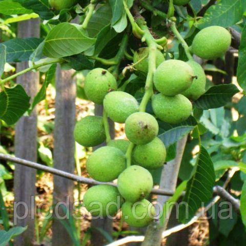 Волоський горіх Кочеренко