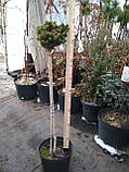 Ялина звичайна Свята Ян (Picea abies Svaty Jan), фото 2