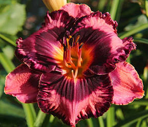 Лілейник Rock Candy Рок Канді (Stamile 2007) (саджанці)