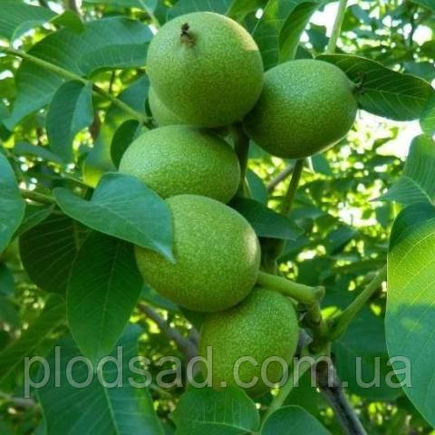 Волоський горіх Чорновелоський 1 щеплений