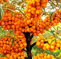 Обліпиха Чуйська