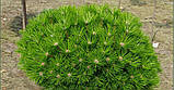 Сосна густоквіткова Лоу Глоу (Pinus densiflora Low Glow), фото 4