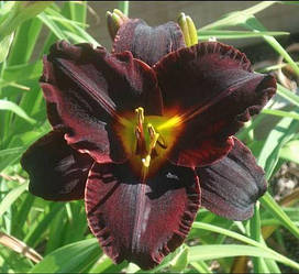 Лілейник Black Ambrosia (Блек Амбросіо)