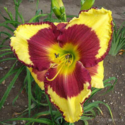 Лілейник Punxsutawney Phil ( Trimmer 2003) (саджанці)