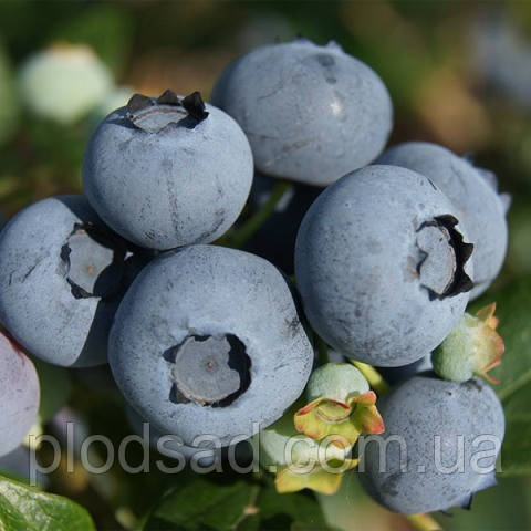 Лохина Берклі