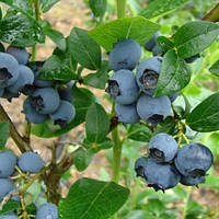 Лохина Патриот