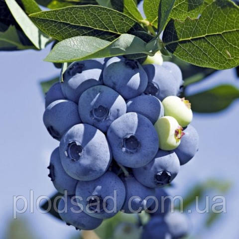 Лохина Річка