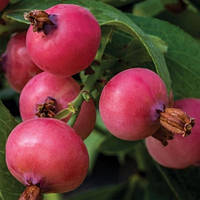 Лохина Пінк (Рожевий) Лимонад