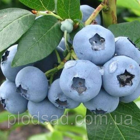 Лохина Гурон