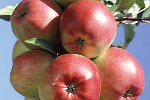 Яблуня "Лігол" осіння,скороплідна, фото 2