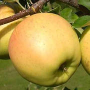 Яблуня "Сіріус" 2 літня імунний зимовий сорт, солодка