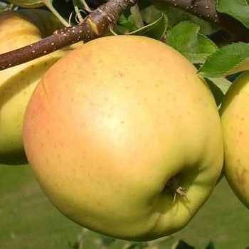 Яблуня "Сіріус" 2 літня імунний зимовий сорт, солодка, фото 2