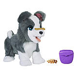 Інтерактивна іграшка FurReal Friends Цуценя Рікі / Hasbro FurReal Friends Ricky, the Trick-Lovin' Pup, фото 4