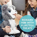Інтерактивна іграшка FurReal Friends Цуценя Рікі / Hasbro FurReal Friends Ricky, the Trick-Lovin' Pup, фото 6