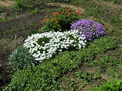 Іберис вічнозелений Р9