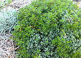 Иберис вічнозелений Р9, фото 8
