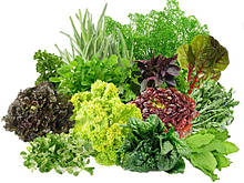Насіння зелені: базилік, кінза, пастернак, петрушка, рукола, салат, селера, кріп, шпинат, щавель