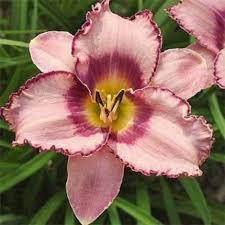 Лилейник Creative Edge Криатив Эдж (Stamile 1993) (саженцы)