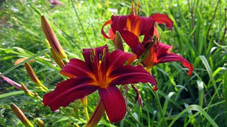 Лилейник Crimson Pirate Кримсон Пират (саженцы)