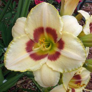 Лілейник Custard Candy Кустард Канді (Stamile 1989) (саджанці), фото 1