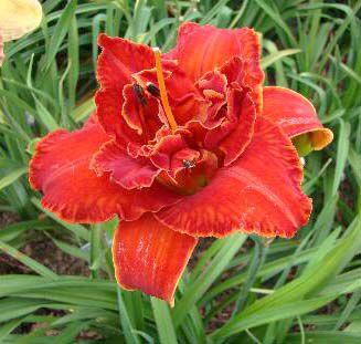 Лилейник Moses Fire Мозис Файе (Joiner 1998) (саженцы), фото 1