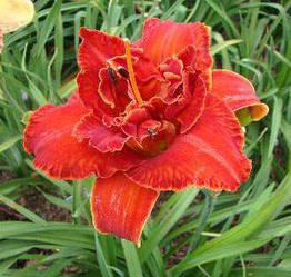 Лилейник Moses Fire Мозис Файе (Joiner 1998) (саженцы)