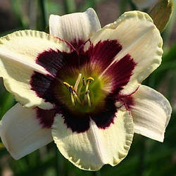 Лилейник Moonlit Masquerade Мунлит Маскарад (Salter 1992) (саженцы)