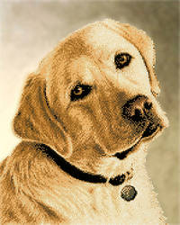 СКВ-195. Схема для вишивки бісером Мій лабрадор
