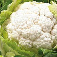 Насіння капусти кольорове Синерджі F1 (2500 сем.) Enza Zaden