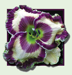 Лілейник Doug Warner Доуг Ванэр (Petit 2008) (саджанці)